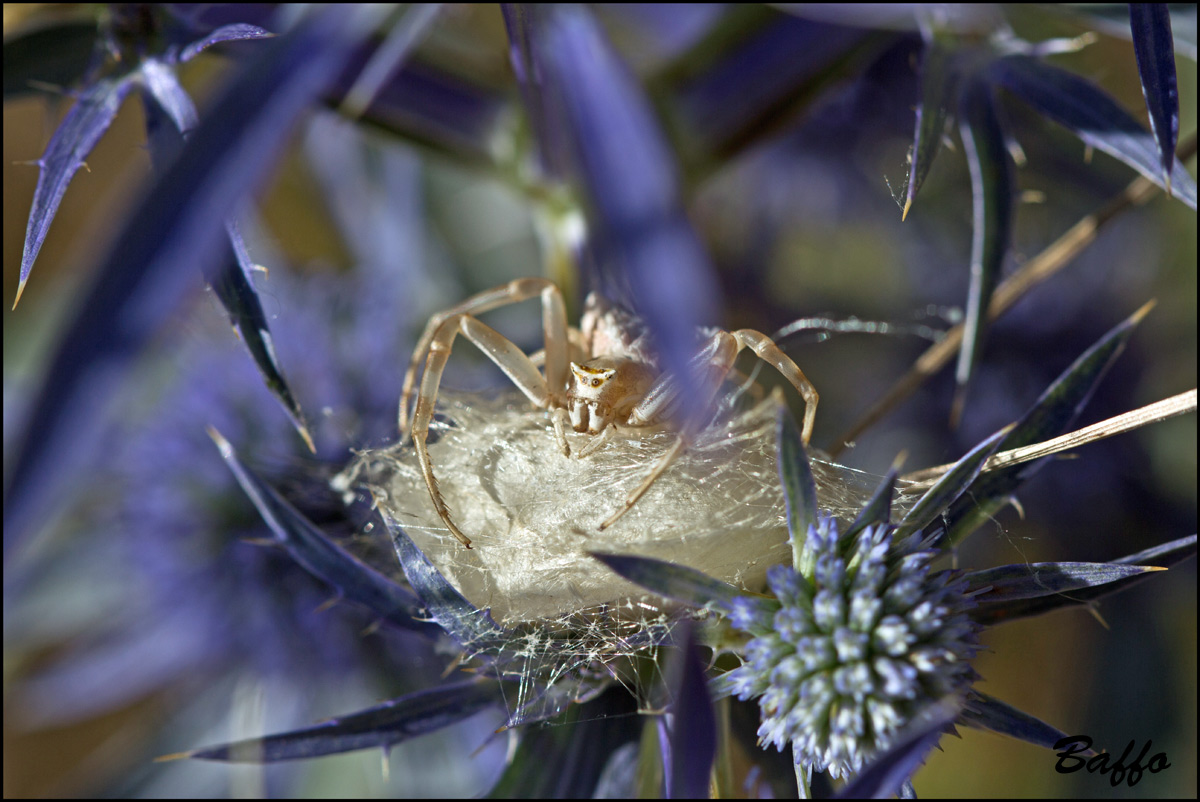 Thomisus onustus, deposizione - Samatorza